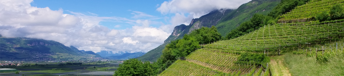 Vini del Trentino