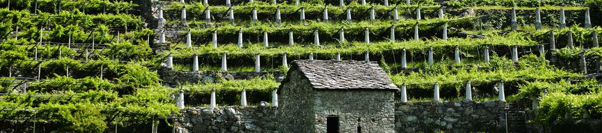 Vini della Valle d'Aosta
